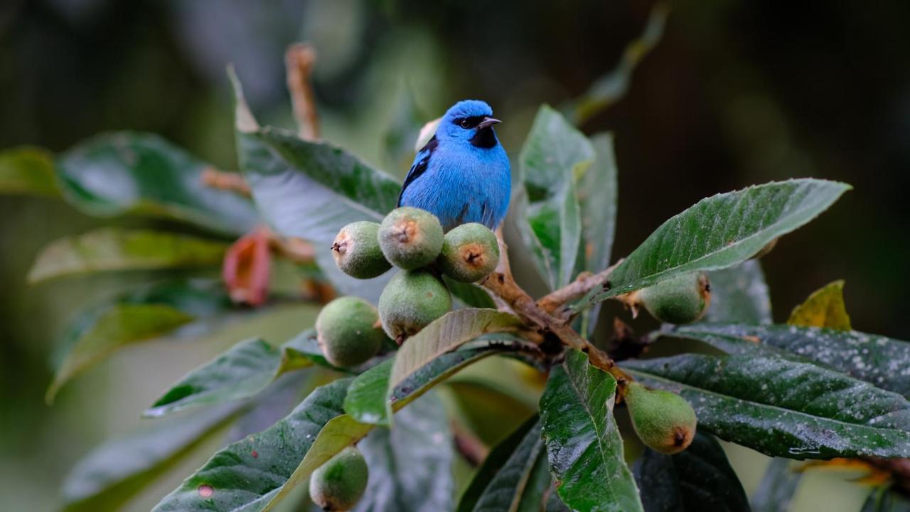 Pousada Salve Floresta タピライ エクステリア 写真