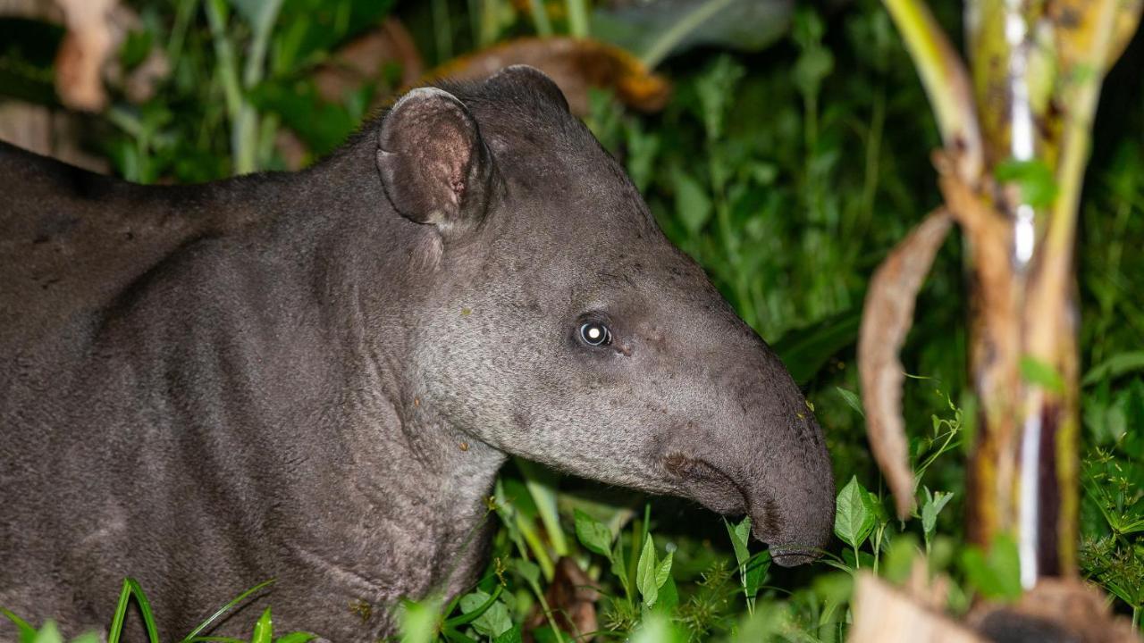 Pousada Salve Floresta タピライ エクステリア 写真