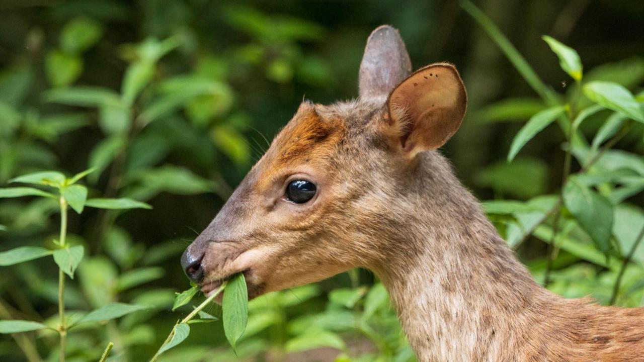 Pousada Salve Floresta タピライ エクステリア 写真