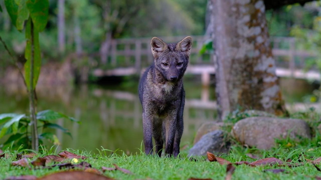 Pousada Salve Floresta タピライ エクステリア 写真